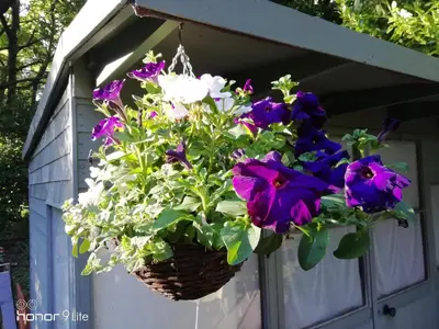 a basket of flowers hanging from a shed at Lowood Cottage in Edinburgh