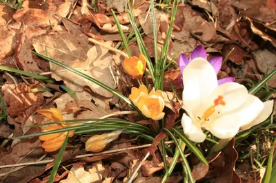a group of flowers sitting on the ground at Balquhidder Braes Holiday Park Lodges, mostly with Hot Tubs and pet friendly, EV facilities in Lochearnhead