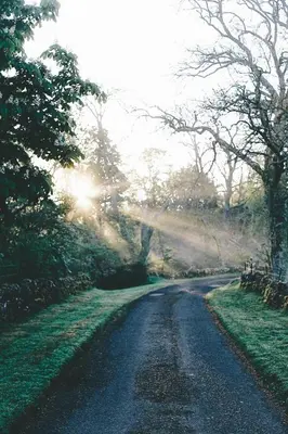 a dirt road with the sun shining through trees at Cardross Holiday Cottages in Arnprior