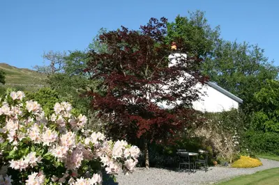 a tree with pink flowers in front of a building at Laich Cottage in Appin