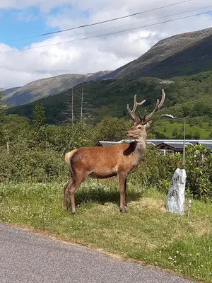 a deer standing on the side of a road at Nevis Pod, West Highland Way Holidays in Kinlochleven