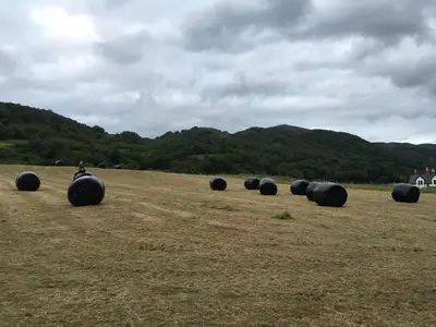 a group of hay bales in a field at Highland Croft B&B in Onich