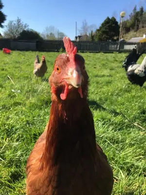 a brown chicken standing in a field of grass at Highland Croft B&B in Onich