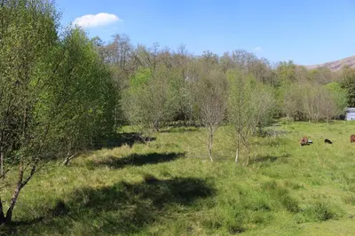a field with cows grazing in a field with trees at Loch View in Taynuilt