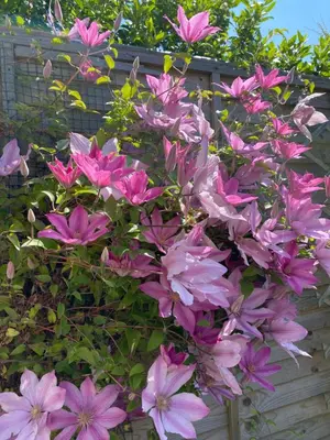 a bunch of pink flowers on a fence at A Wee Cottage In Dunfermline in Dunfermline