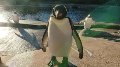 a penguin standing in front of a pool of water at Violet Bank Apartment West End. in Edinburgh