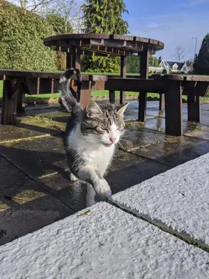 a cat walking on the ground near a picnic table at Glazert Country House Hotel in Lennoxtown