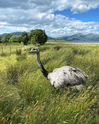 an ostrich walking through a field of tall grass at Sealladh in Port Appin