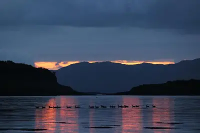a group of birds sitting on the water at sunset at Sealladh in Port Appin