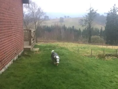a dog walking in the grass next to a brick building at The Gardener's House in Covington