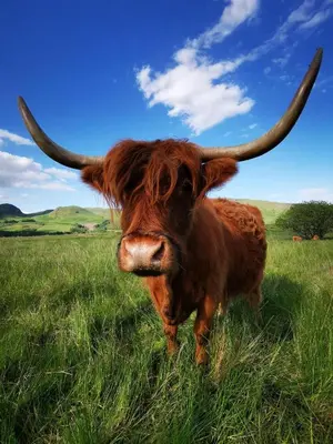 a brown bull with long horns standing in a field at The West Highland Way Hotel and Retreat Accommodation in Glasgow