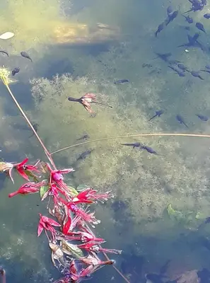 a bunch of fish in a body of water at Garragh Mhor in Oban