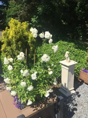 a flower garden with white roses and a statue at Otter Lodge Auchterarder in Auchterarder