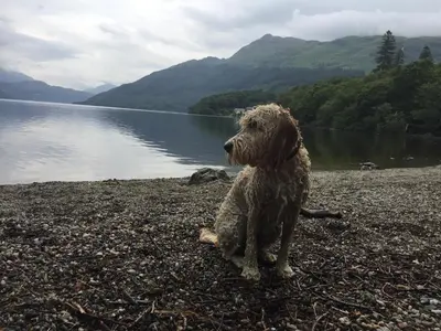 a dog sitting on a beach near a body of water at Ben Lomond Lodge in Rowardennan