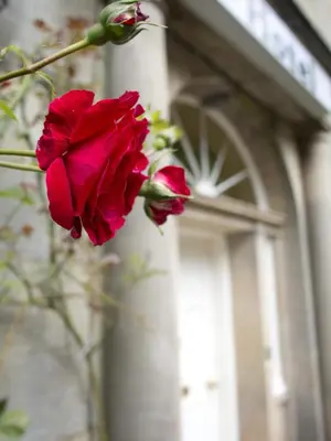 a red rose sitting in front of a building at Bankton Rooms & Lodges in Livingston
