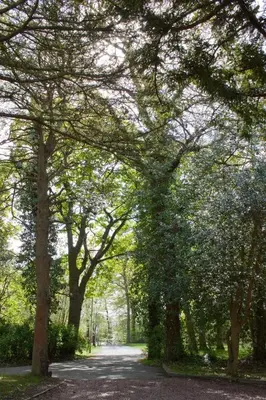 a tree lined road with a lot of trees at Bankton Rooms & Lodges in Livingston