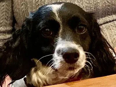 a black and white dog laying on a couch at The Nest Glamping Pod in Dalmally