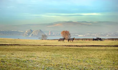 a group of horses walking in a field near the water at Ingliston Country Club Hotel in Bishopton