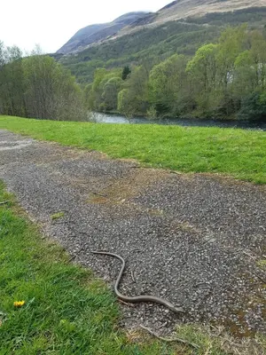a snake on a gravel road next to a river at Coe Pod, West Highland Way Holidays in Kinlochleven