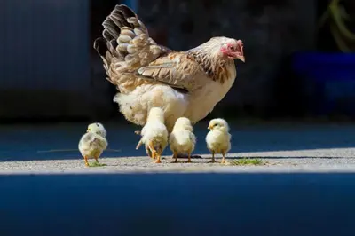 a chicken and four chicks standing on the road at Old Leckie Farmstay in Stirling