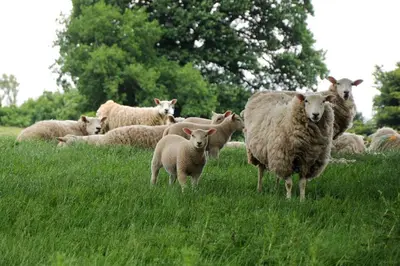 a herd of sheep in a field of grass at Old Leckie Farmstay in Stirling