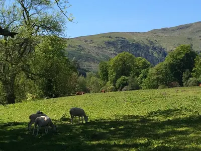 a group of sheep grazing in a grassy field at Leny Estate in Callander