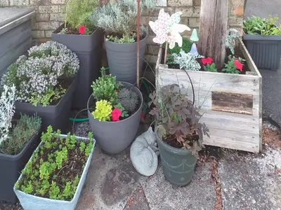 a bunch of potted plants in pots on the ground at Honeysuckle Cottage in Springside