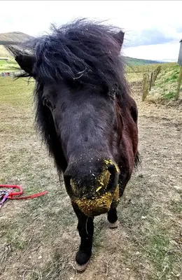 a close up of a horse standing in a field at Glen Bay - 2 Bed Lodge on Friendly Farm Stay with Private Hot Tub in New Cumnock