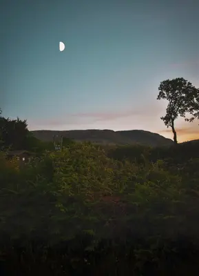 a tree in a field with the moon in the sky at Lodge at Loch Lomond in Glasgow