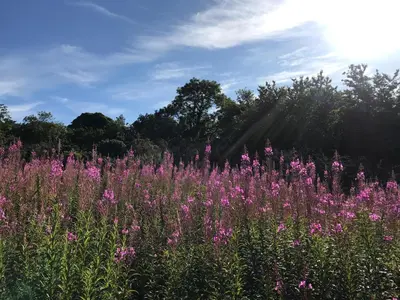 a field of pink flowers with the sun in the background at Anna apartment in Edinburgh