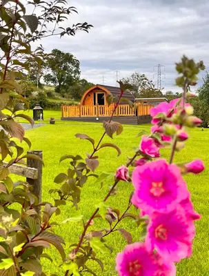 a wooden cabin in a field with pink flowers at Cairnfold Cabins in Kilsyth
