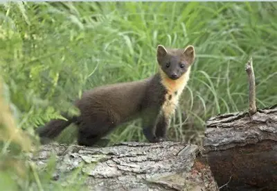 a baby animal standing on top of a rock at The Coylet Inn by Loch Eck in Dunoon