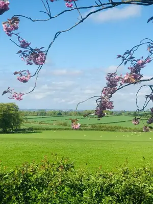 a green field with pink flowers on a tree branch at Hazells Lodge Farm Stay Sleeps 2 Undercover Hottub and Pool Table in Galston