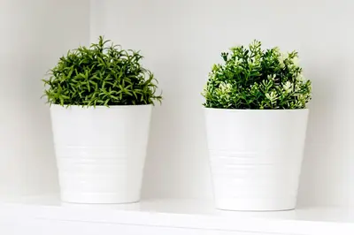 two plants in white pots sitting on a shelf at Heart of Edinburgh City Centre 3 Bed Georgian Apt in Edinburgh