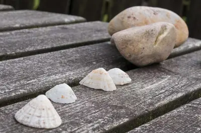 a group of seashells sitting on a wooden bench at Kilchoman in Port Charlotte
