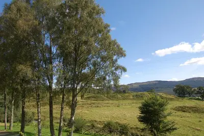 a group of trees in a field with mountains in the background at Cosy & compact Rowan Lodge no2 in Killin