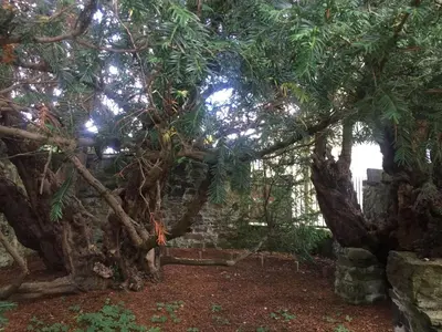 a tree in front of a brick wall at Woodland Gean Lodge in Killin