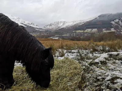a black horse grazing in a field with snow covered mountains at Cosy Modern Nordic Lodge w/ Loch View & Log Burner in Lochearnhead