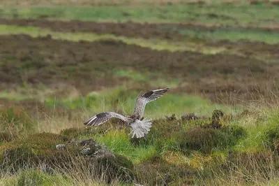 a bird flying over a field of grass at Cosy Modern Nordic Lodge w/ Loch View & Log Burner in Lochearnhead