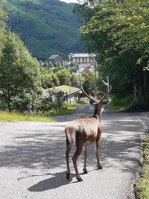 a deer standing in the middle of a road at Etive Pod, West Highland Way Holidays in Kinlochleven