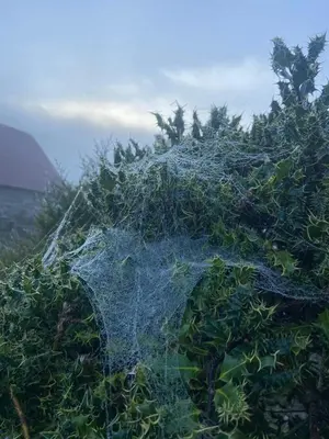 a cabbage plant with a net on top of it at Stoneymollan over Loch Lomond in Balloch