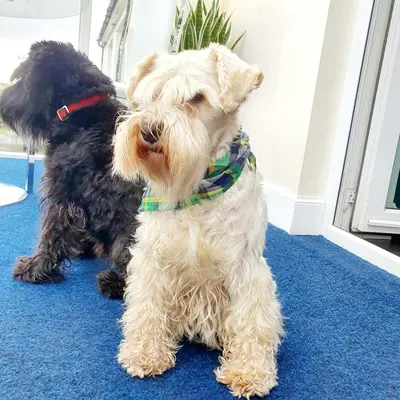 two dogs sitting next to each other on a blue carpet at The Sleeping Dog Room at The Grumpy Schnauzer BnB Huge Room, Luxe Suite, Private Hot Tub, Breakfast, Gym, Games Room, Farm Stay, Amazing in Airdrie