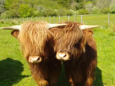 two brown cows standing in a field of grass at Auchnabreac Cottage in Carradale