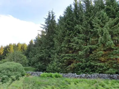 a garden with a stone wall and trees at Lavender Cottage with Parking and Beautiful Views Christmas Special in Carsphairn