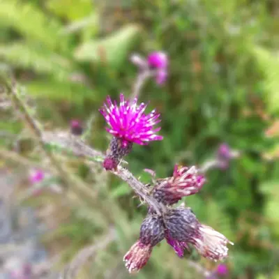 a close up of a pink flower on a plant at Off Grid 1-Bed Cabin Pets Ok 20 mins to Dunoon in Blairmore