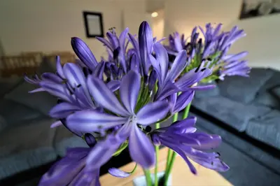 a group of purple flowers in a vase on a table at Signature - Newbattle House in Chapelhall