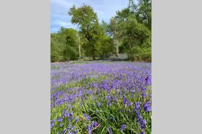 a field of purple flowers with trees in the background at Creag Mhor Self Catering Holiday Apartment in Aberfoyle