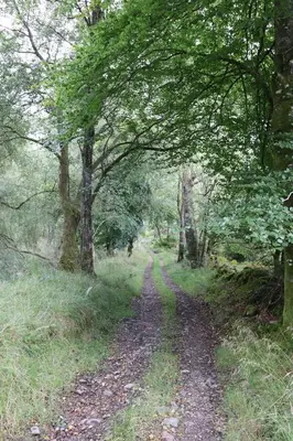 a dirt road in a wooded area with trees at Farmston Lodge in Callander