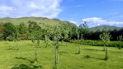 a group of trees in a field with mountains in the background at Rabbie Burns Lodge in Maybole