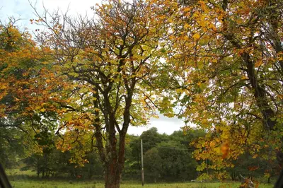 a tree with autumn leaves on it in a field at Pirn Mill Self Catering Cottage in Cladich